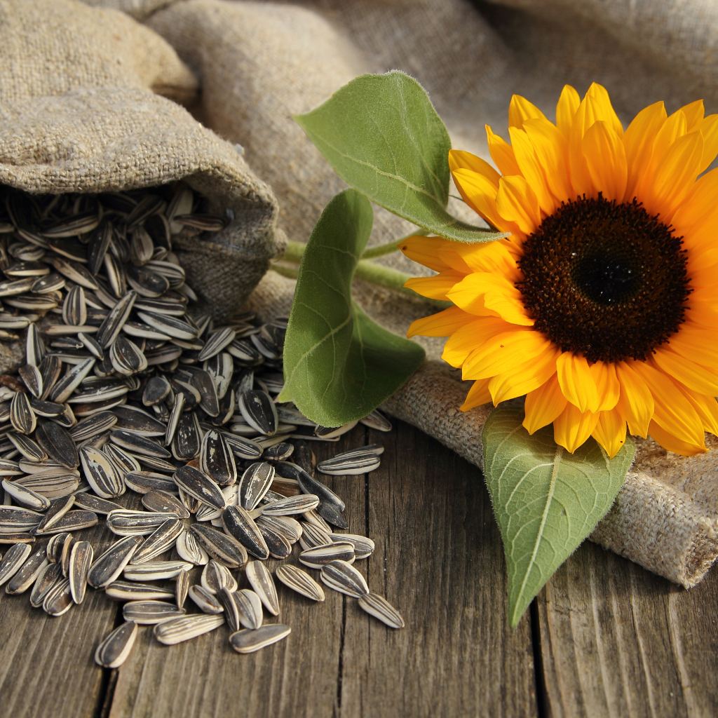 Sunflower Seeds